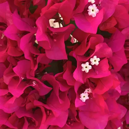 Апартаменты Pelagos Seafront - Maria