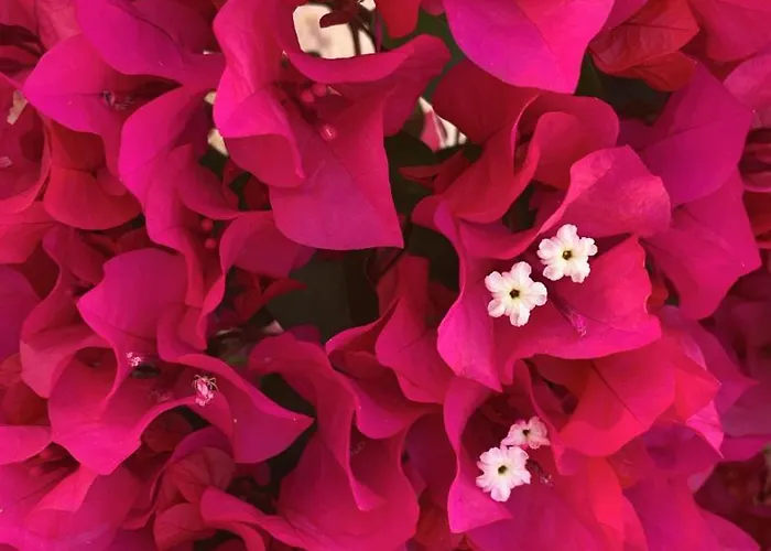 شقة Pelagos Seafront - Maria